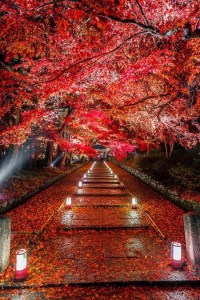 Blossoms by Takahiro Bessho (1)