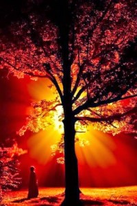 Blossoms from Lilly Calandrello