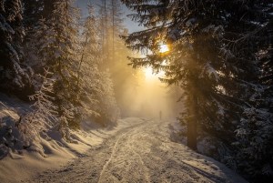 Into the light by Torsten Muehlbacher