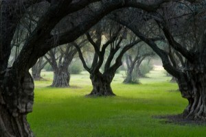Orchard from Jerry Downs