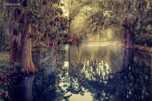 Southern by Magda Bognar