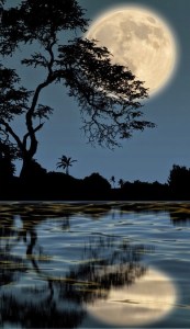 Moonlit from sungsun Choi