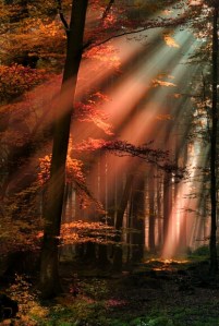 Dawn from Sanjana Bahu