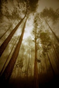 Forest by Ahmad Kavousian