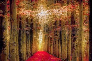 Path of dreams by Marinus Keyzer de