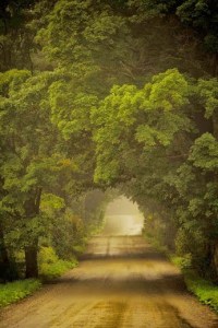 roadway from sue lim