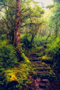 Trails from  Hanson Mao