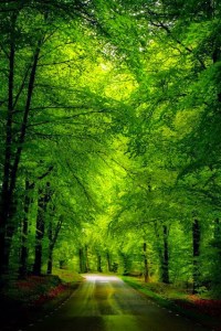 country roads from Sue Lim