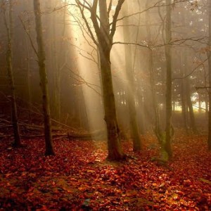 forest by Radoslav Mikus