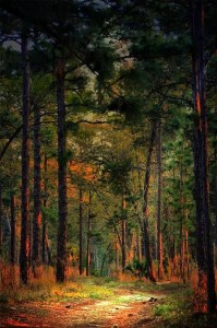 Forest from Emily Stauring