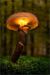 Mushroom from Jojo (1)