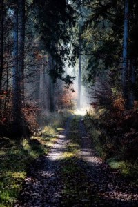 Novemberwoods by Thomas Timmermann