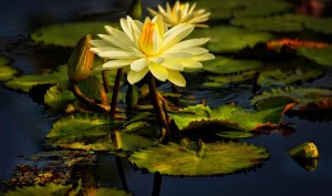 Pond from  Ray Bilcliff'