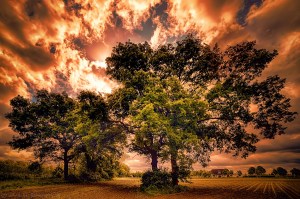 trees on field by Stefan Kierek