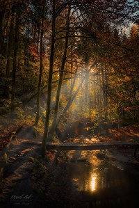 Autumn Jungle by Stefan Bossow (1)