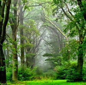Forest view from Sherril