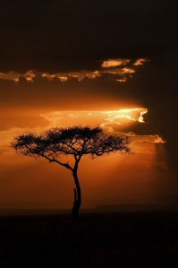 Masai Mara Sunset by Ignacio Palacios
