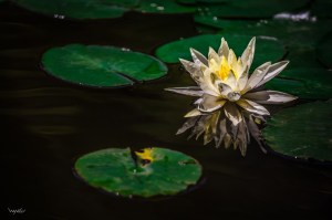 Water lily from Wayne Lu