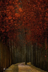 Fake End by Lars van de Goor