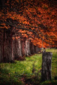 Hidden Woods by Dan Green