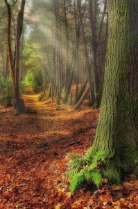 sunrise forest by yapa changrai