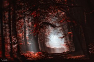 Young Blood by tvurk