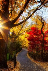 Autumn leaves from Stick Wang