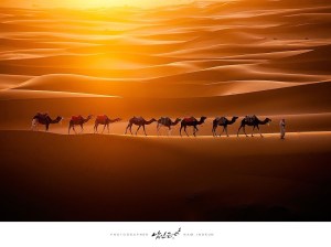 camels crossing Erg Chebbi in Morocco