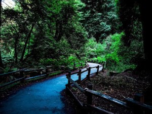 Walkway by Nalla J (1)