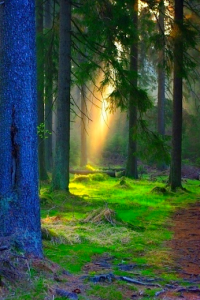 forest light from Yuri Prokhorov