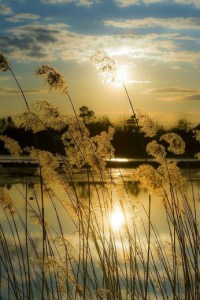 lakes edge by sue lim