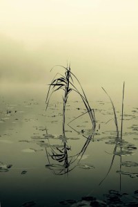 Reflections from Ho Sukardi