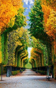 Tree Tunnel, Schonbrunn Gardens, Vienna