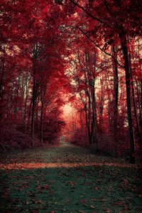 Autumn sky from Sue Lim