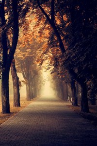 Avenues from Sue Lim