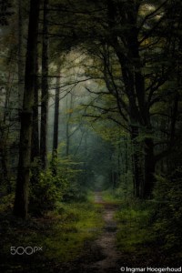 Everlasting by Ingmar Hoogerhoud