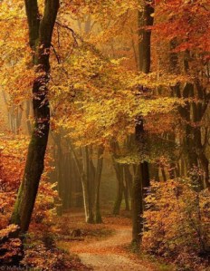 Autumn from Anita Timmerman