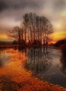 Autumn pond from Sue Lim (1)