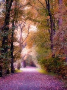 Blossoms from kemimi