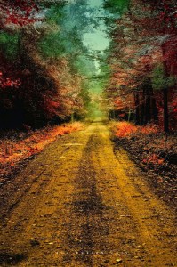 Country lane from Sue Lim