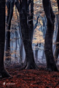 Latern of Leaves par Lars van de Goor (1)