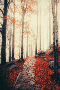 Pathways from Sue Lim