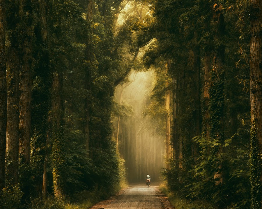La Cathedrale Naturelle by Lars van de Goor