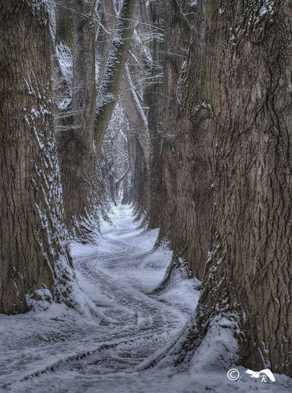 winter way by Rudolf Rinner