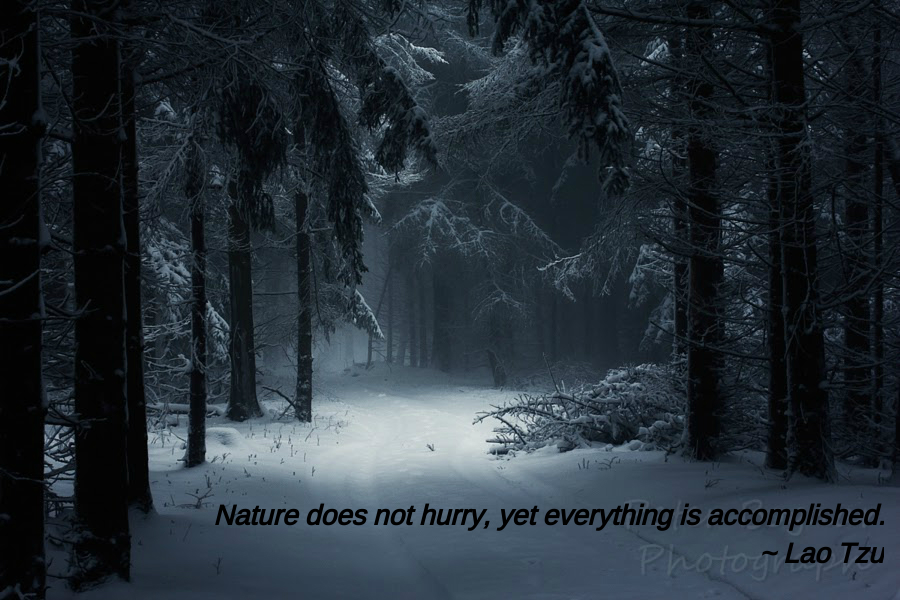 Sleeping forest by Péter Bognár