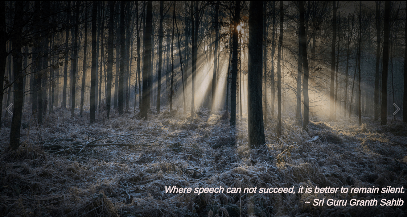 Winter woods by Egon Zitter