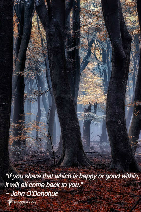 Latern of Leaves by Lars van de Goor