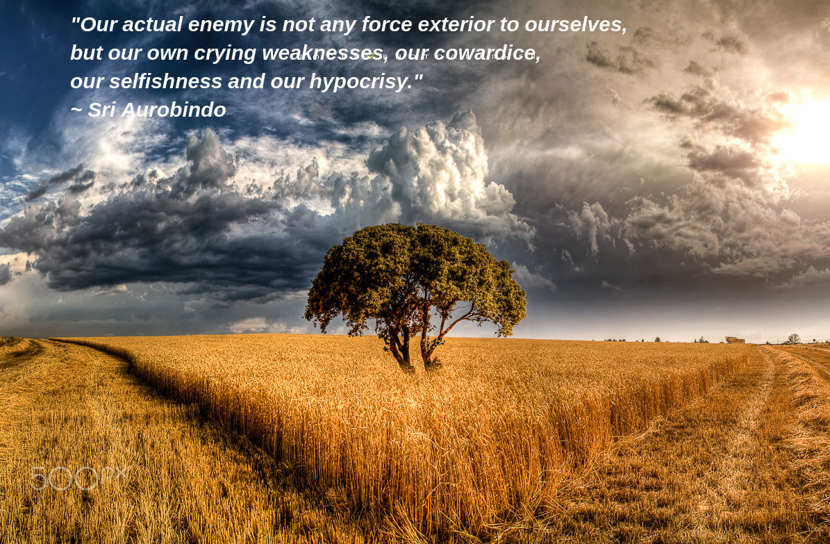 fields by Manuel Roger