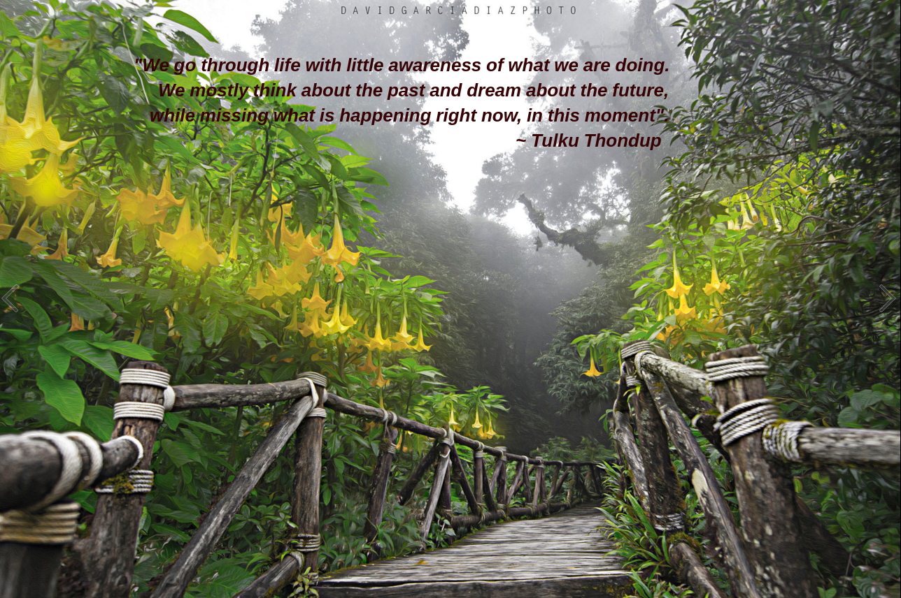 Jungle from David Garcia