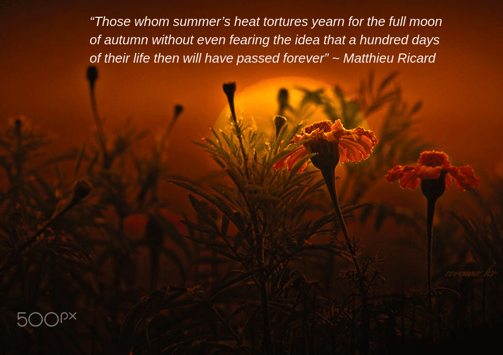 sunset gold from corinna_kr